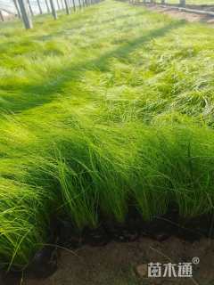 高度30厘米细叶针芒