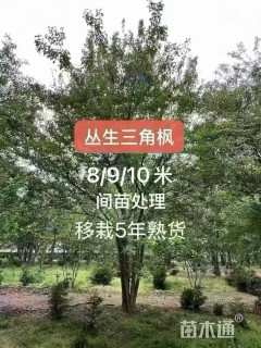 50公分紫叶李