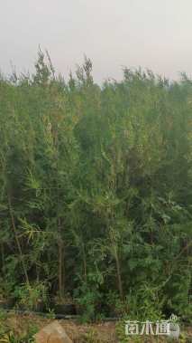 高度150厘米侧柏