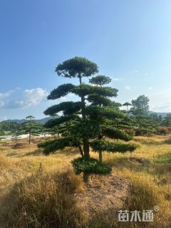 10公分罗汉松