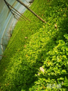 高度15厘米胶东卫矛