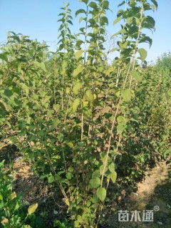 高度180厘米太平花