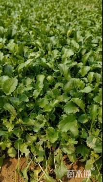 高度5厘米大滨菊