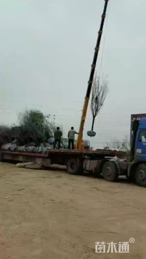 14公分早樱