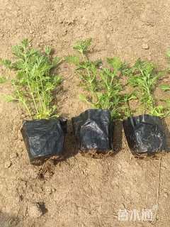 高度10厘米美女樱