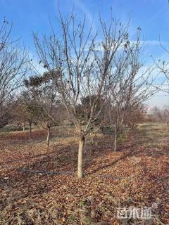 15公分染井吉野樱