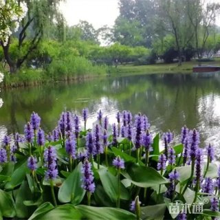 高度35厘米梭鱼草