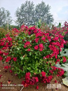 高度100厘米天鹅绒紫薇