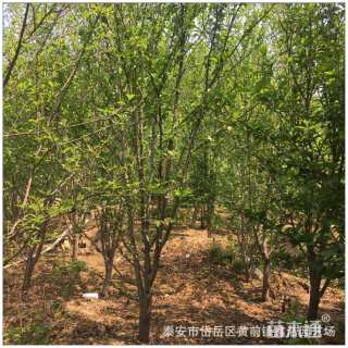 高度250厘米木槿
