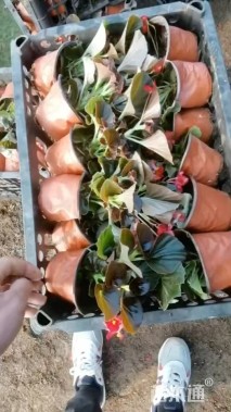高度18厘米四季海棠