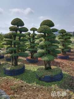 40公分造型小叶女贞