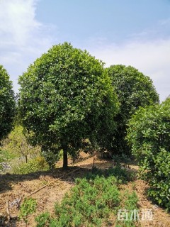 20公分桂花