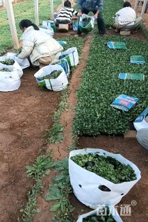 高度20厘米大滨菊