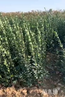 高度70厘米北海道黄杨