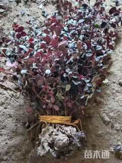 高度40厘米红花继木小苗