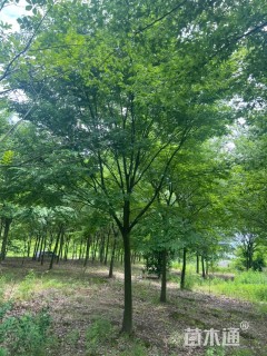 18公分朴树