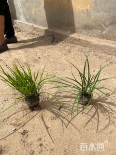 高度30厘米百子莲