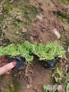 高度25厘米佛甲草