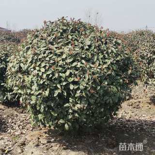 冠幅200厘米红叶石楠球