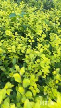 高度30厘米金叶女贞