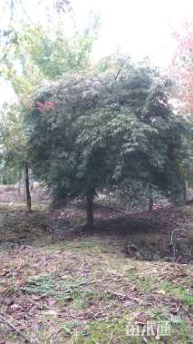 高度180厘米羽毛枫