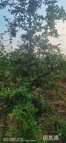 高度2000厘米石榴