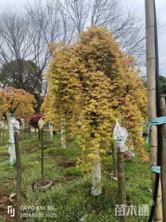 23公分日本红枫