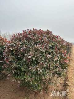冠幅100厘米红叶石楠球