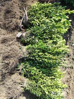 高度35厘米瓜子黄杨