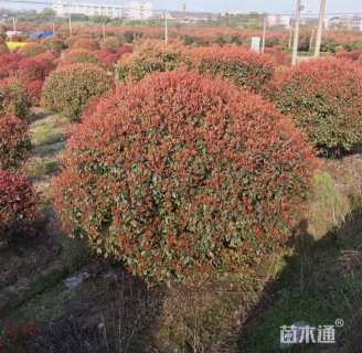 冠幅80厘米红叶石楠球