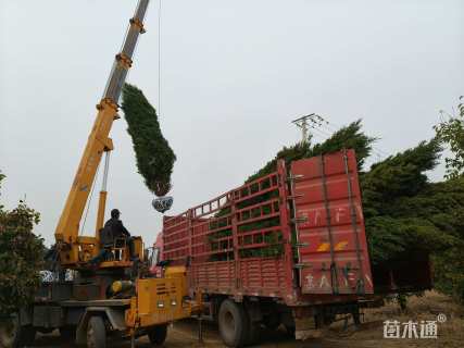 高度350厘米桧柏