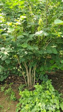 高度300厘米丛生紫荆