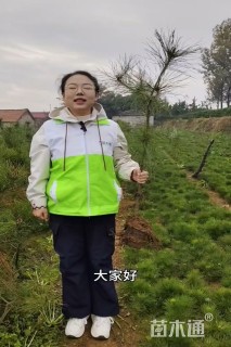 高度100厘米油松