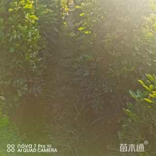 高度150厘米鸭脚木