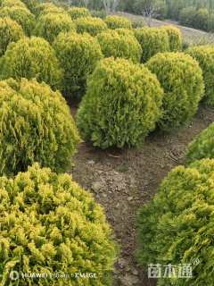 冠幅70厘米洒金柏球