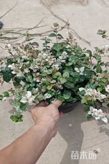 30厘米花叶络石