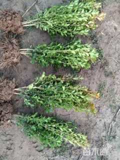 高度35厘米瓜子黄杨