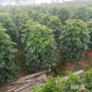 高度150厘米非洲茉莉