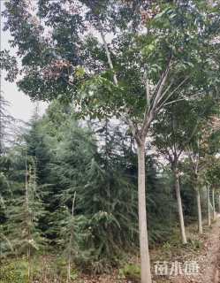 12公分栾树