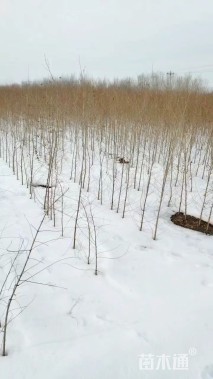 高度100厘米榆树小苗