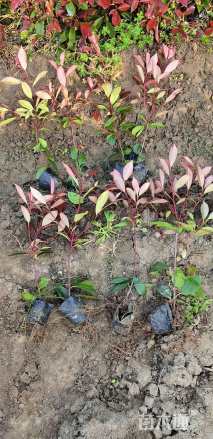 冠幅20厘米红叶石楠球