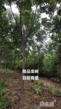 6公分栾树