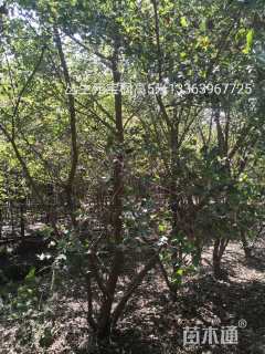 高度200厘米丛生元宝枫