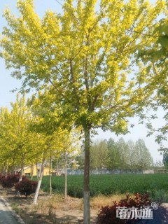 10公分金叶复叶槭