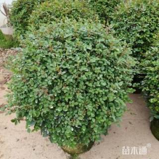 冠幅120厘米月季球