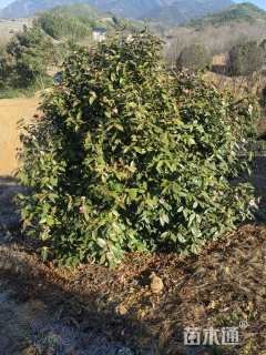 高度250厘米美人茶