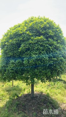 15公分高杆桂花