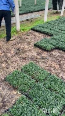 高度5厘米玉龙草