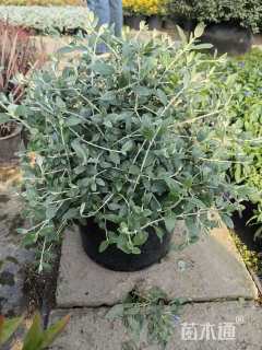 高度40厘米灌从石蚕