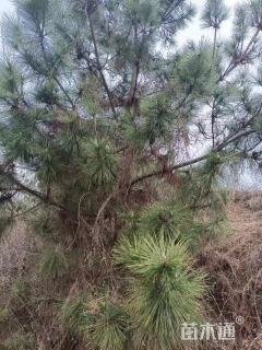 高度400厘米黑松